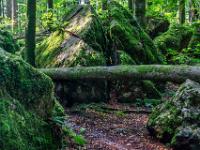 Vor Jahrhunderten gespaltener Felsgigant mit querliegendem Baumstamm